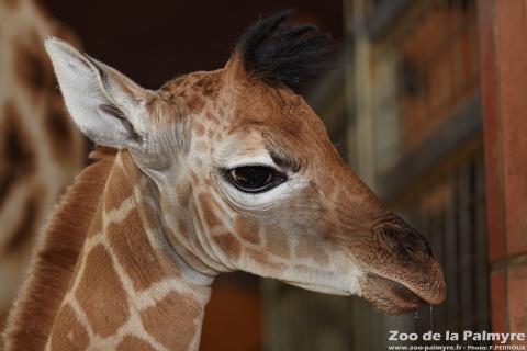 Girafe au Zoo de la Palmyre