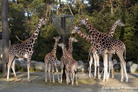 Girafe au Zoo de la Palmyre