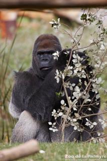 Gorille des plaine de l'Ouest au Zoo de La Palmyre