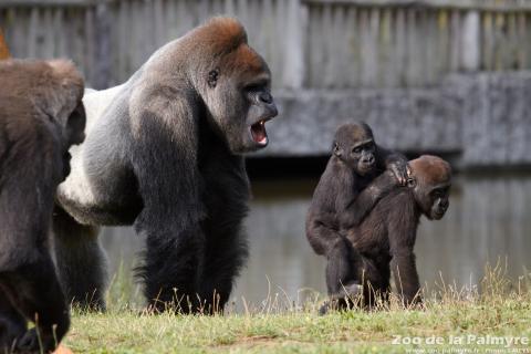 Gorille des plaine de l'Ouest au Zoo de La Palmyre