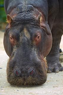 Hippopotame au Zoo de La Palmyre