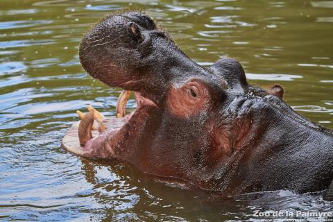 Hippopotame au Zoo de la Palmyre