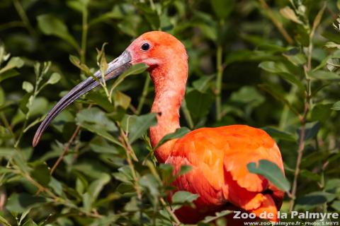 Ibis rouge au zoo de la palmyre
