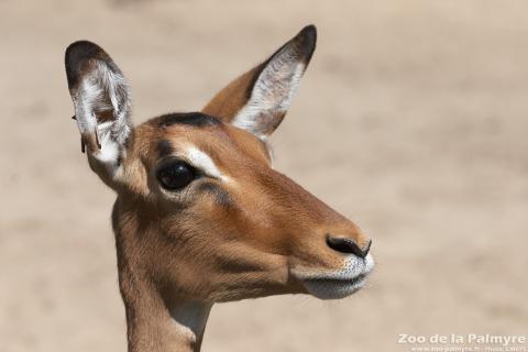 Impala au zoo de la palmyre