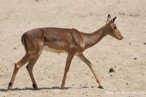 Impala au zoo de la palmyre