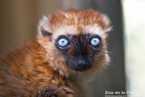 Lémur aux yeux turquoise au zoo de la palmyre