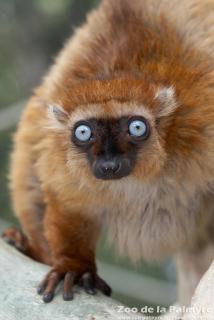 Lémur aux yeux turquoise au zoo de la palmyre