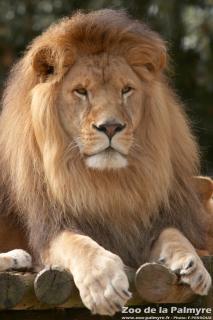lion-zoo-palmyre