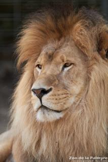 lion-zoo-palmyre