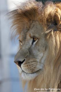 lion-zoo-palmyre