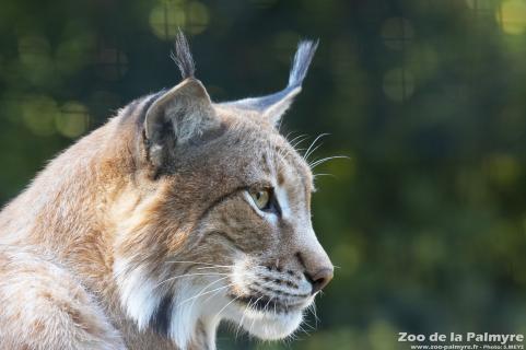Lynx au zoo de la Palmyre