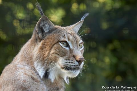 Lynx au zoo de la Palmyre