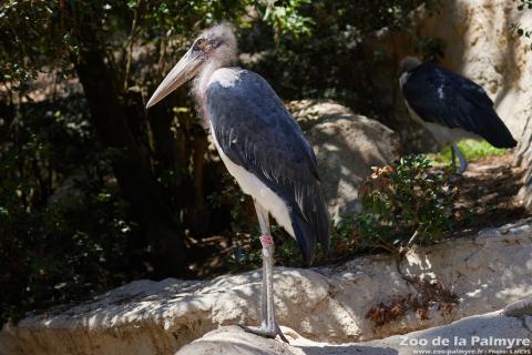 Marabout au Zoo de la Palmyre