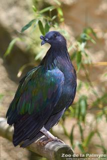 Pigeon Nicobar au zoo de la Palmyre