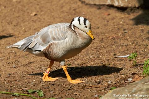 Oie à tête barrée au Zoo de la Palmyre
