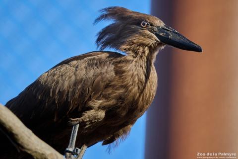 Ombrette africaine au Zoo de La Palmyre