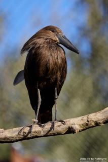 Ombrette africaine au Zoo de La Palmyre