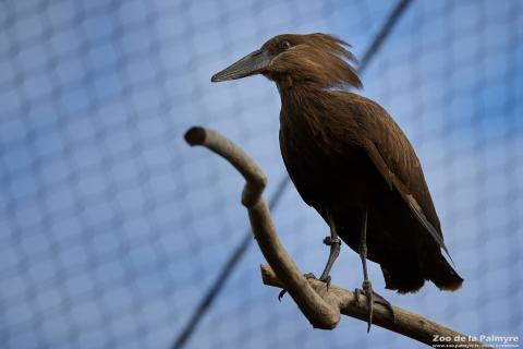 Ombrette africaine au Zoo de La Palmyre