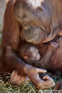 Orang-outan de Bornéo au Zoo de la Palmyre