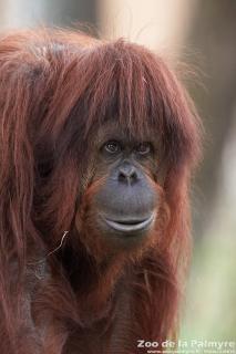 Orang-outan de Bornéo au Zoo de la Palmyre