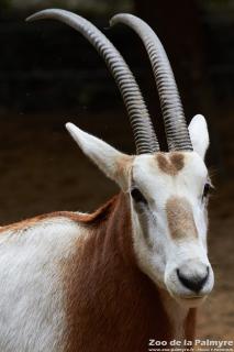 Oryx algazelle au Zoo de la Palmyre