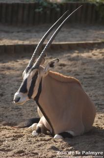 Oryx Beisa au Zoo de la Palmyre