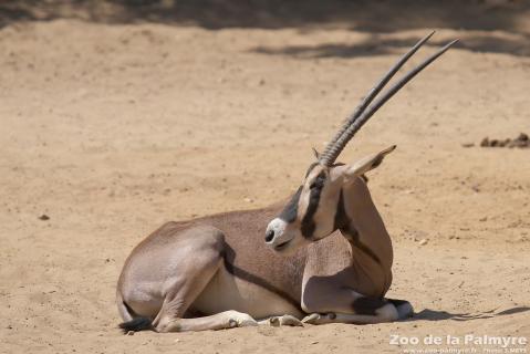 Oryx Beisa au Zoo de la Palmyre