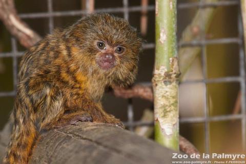 Ouistiti Pygmée au Zoo de la Palmyre