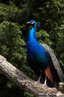 Paon au Zoo de la Palmyre