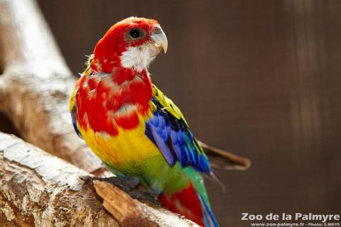 Peruche omnicolore au zoo de la palmyre