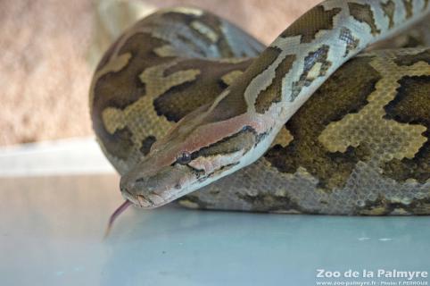 Python molure au zoo de la palmyre