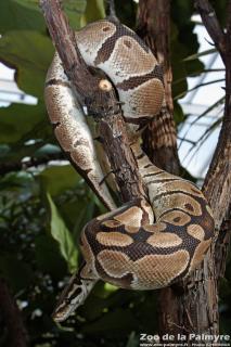 Python royal au zoo de la palmyre