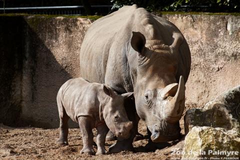 Rhinoceros blanc au Zoo de la palmyre