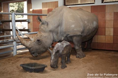 Rhinoceros blanc au Zoo de la palmyre