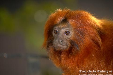 Tamarin lion Doré au Zoo de la Palmyre