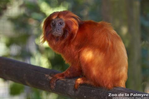 Tamarin lion Doré au Zoo de la Palmyre