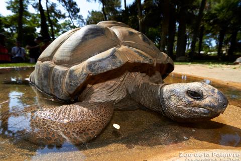 Tortue géante d’Aldabra au Zoo de la Palmyre