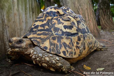 Tortue Léopard au Zoo de la Palmyre