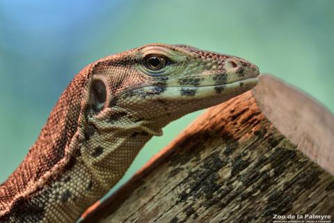 Varan à deux bandes au Zoo de La Palmyre