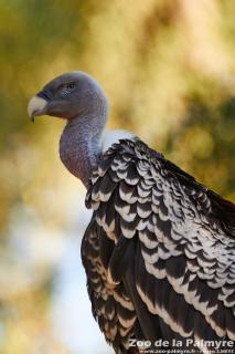 Vautour de Rüppell au Zoo de la Palmyre