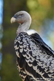 Vautour de Rüppell au Zoo de la Palmyre