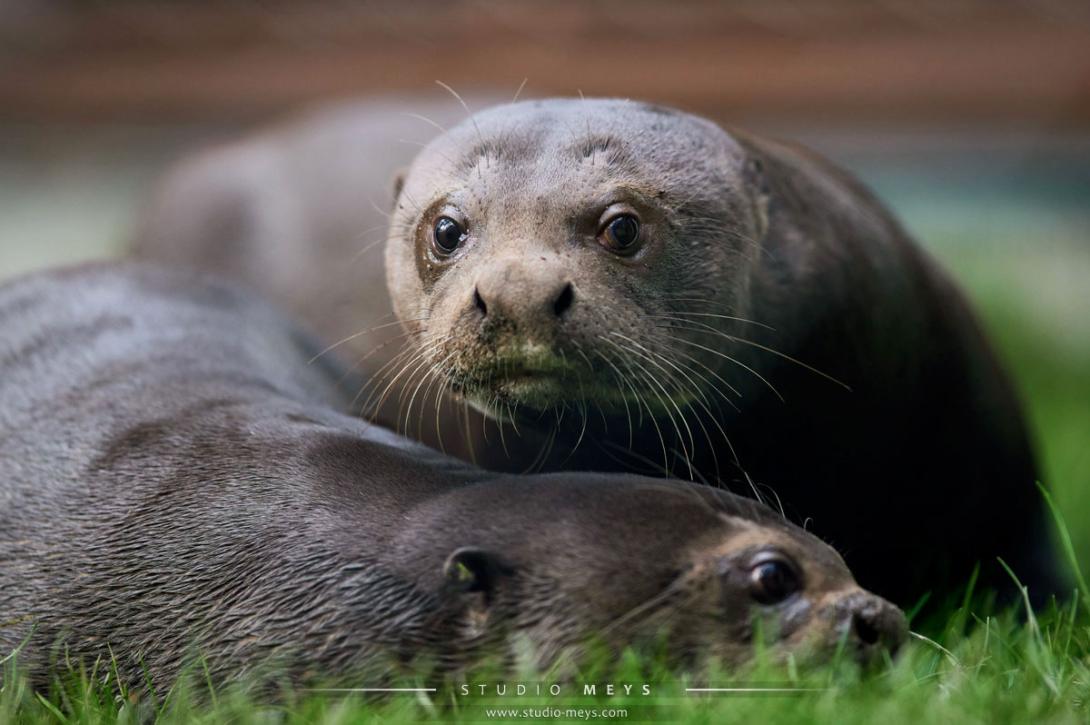 Loutre géantes au zoo de la Palmyre