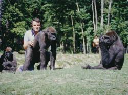 Claude Caillé et les gorilles
