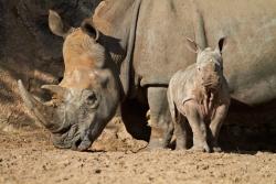 1ere naissance de rhinoceros au Zoo de la Palmyre