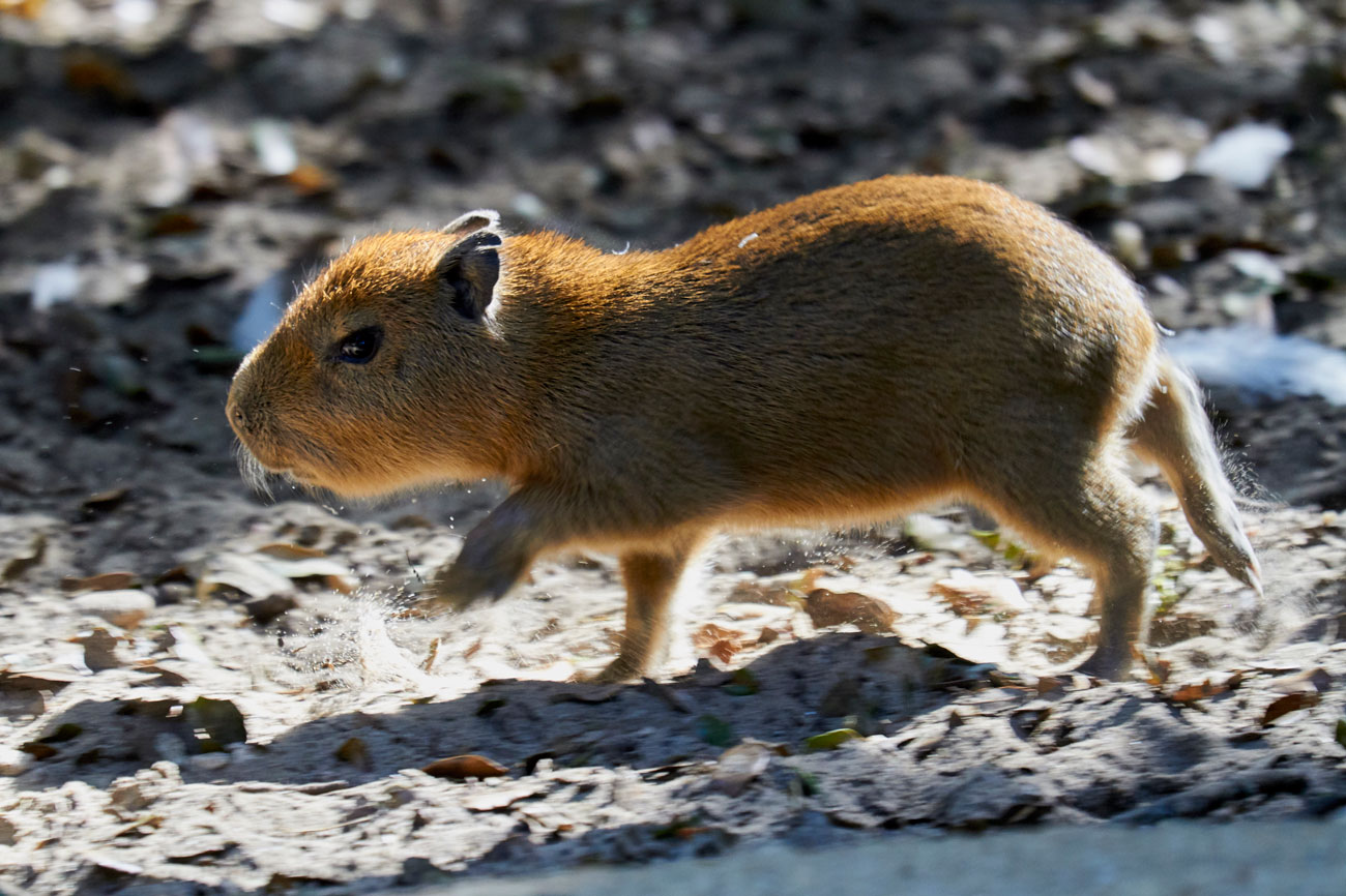 Bébé capybara au Zoo de La Palmyre