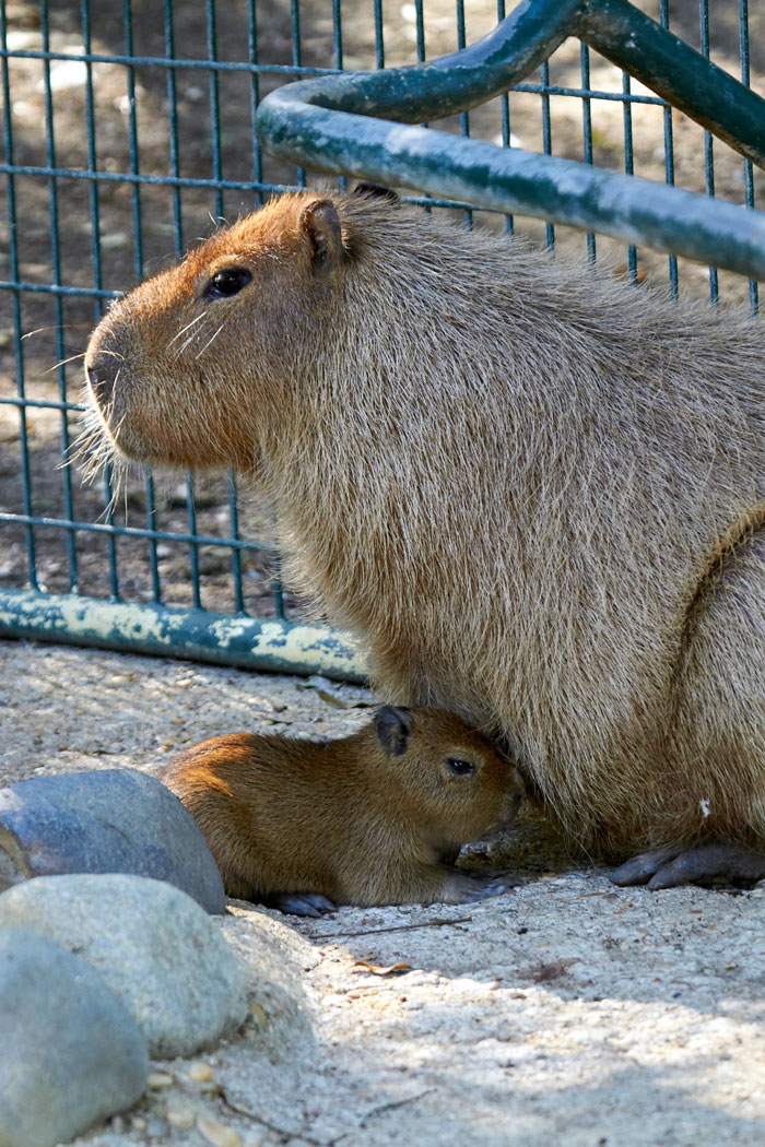 Femelle capybara et son petit au Zoo de La Palmyre