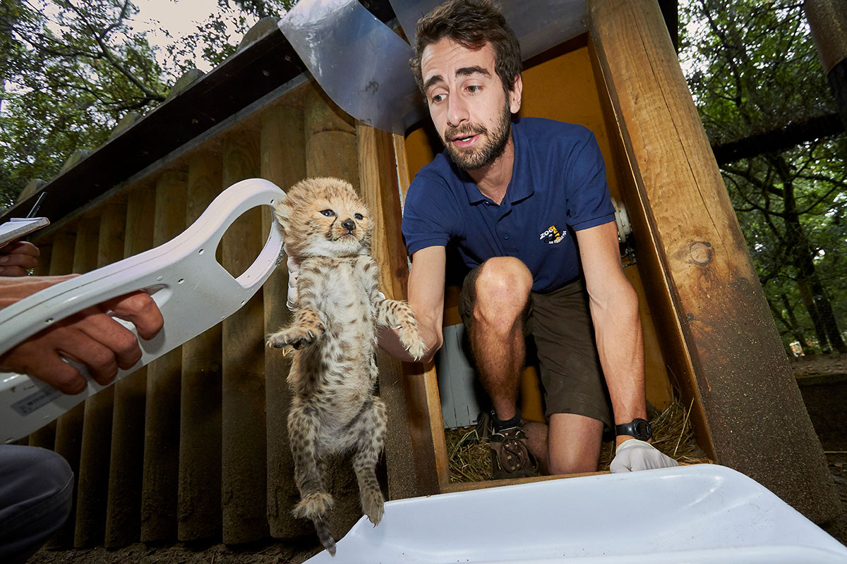 Pucage bébé guépard au zoo de la palmyre