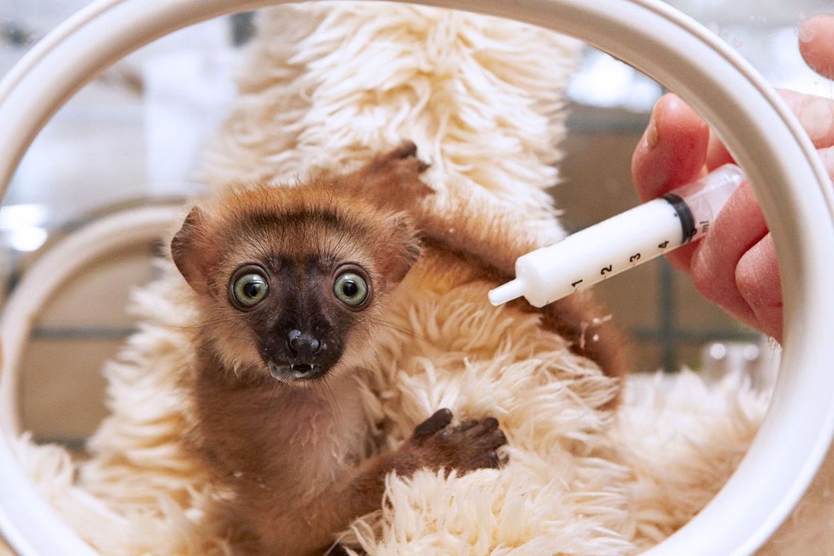 Nurserie au Zoo de la Palmyre