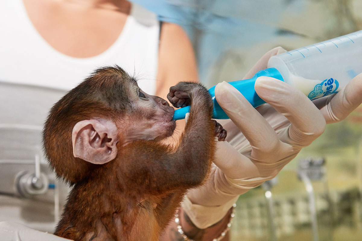 Nurserie au Zoo de la Palmyre