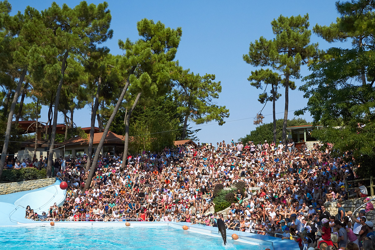 Presentation otarie au Zoo de la Palmyre